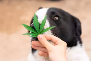 cachorro cannabis
