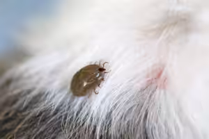 Tratamento e prevenção da Doença de Lyme em cães são temas de palestra na VMX 2026