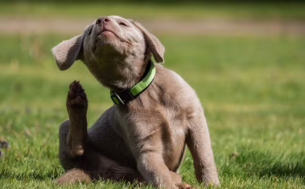 Dermatite Atópica Canina: entenda como promover bem-estar aos pets com essa condição