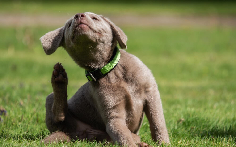 Dermatite Atópica Canina: entenda como promover bem-estar aos pets com essa condição