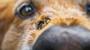 cachorro com abelha com focinho