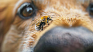 cachorro com abelha com focinho