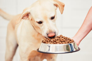 cachorro comendo