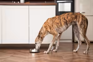 cachorro comendo