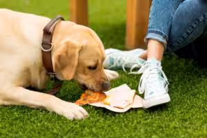 cachorro comendo pizza