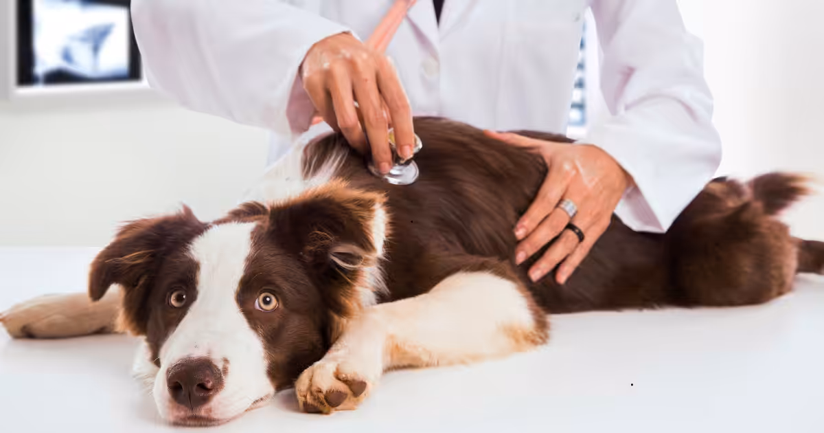 Cuidados essenciais para evitar doenças transmitidas por animais