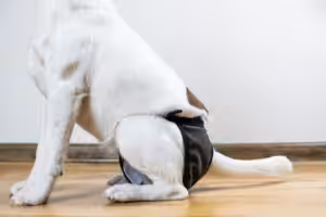 Estratégias para manejo da incontinência urinária em cães e gatos são abordadas no último dia da VMX 2026