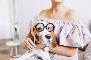 cachorro de óculos no colo da sua tutora