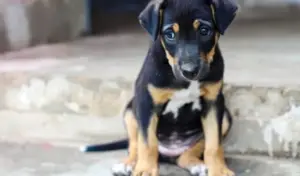cachorro de rua