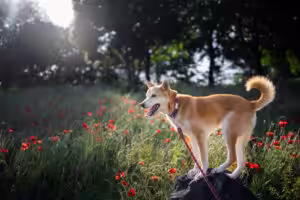 cachorro em meio a um campo com flores