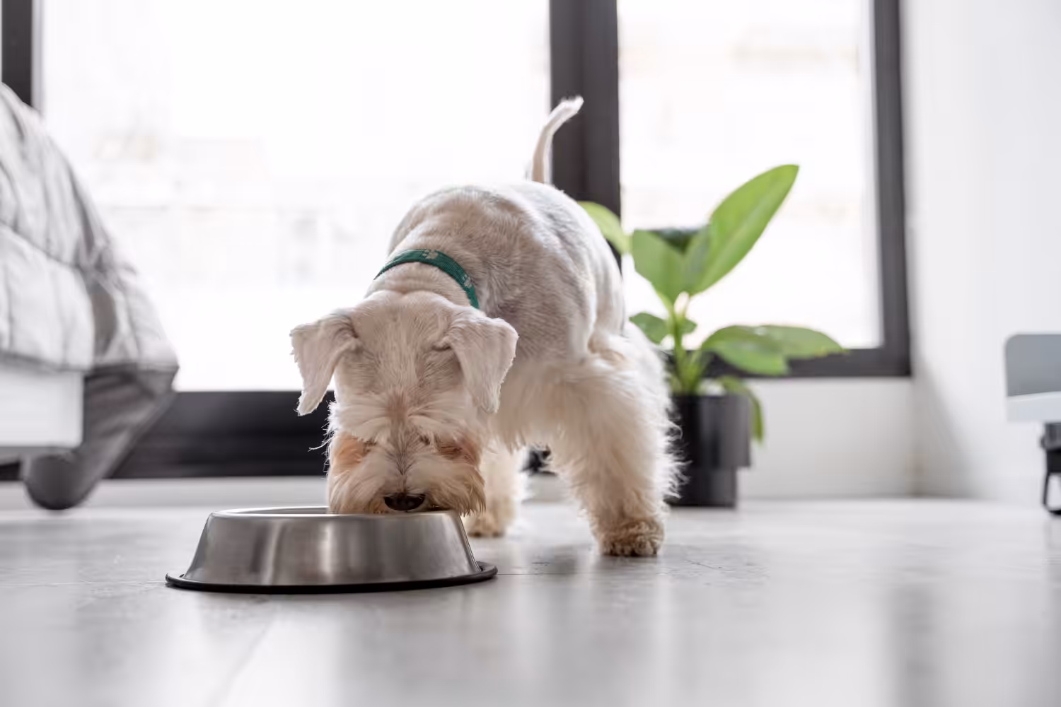 Boa alimentação reduz riscos de problemas de pele em cães