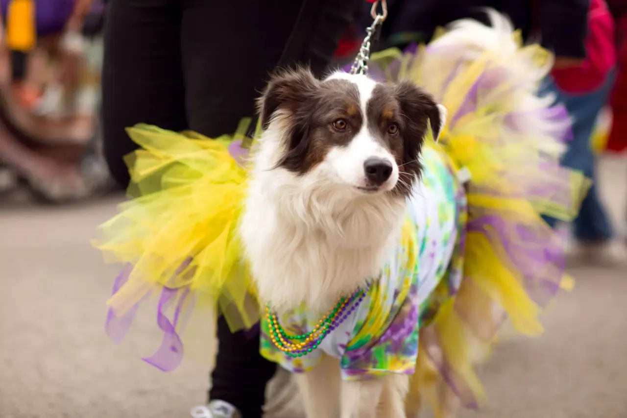 Carnaval com pets: como proteger cães e gatos nos blocos de rua