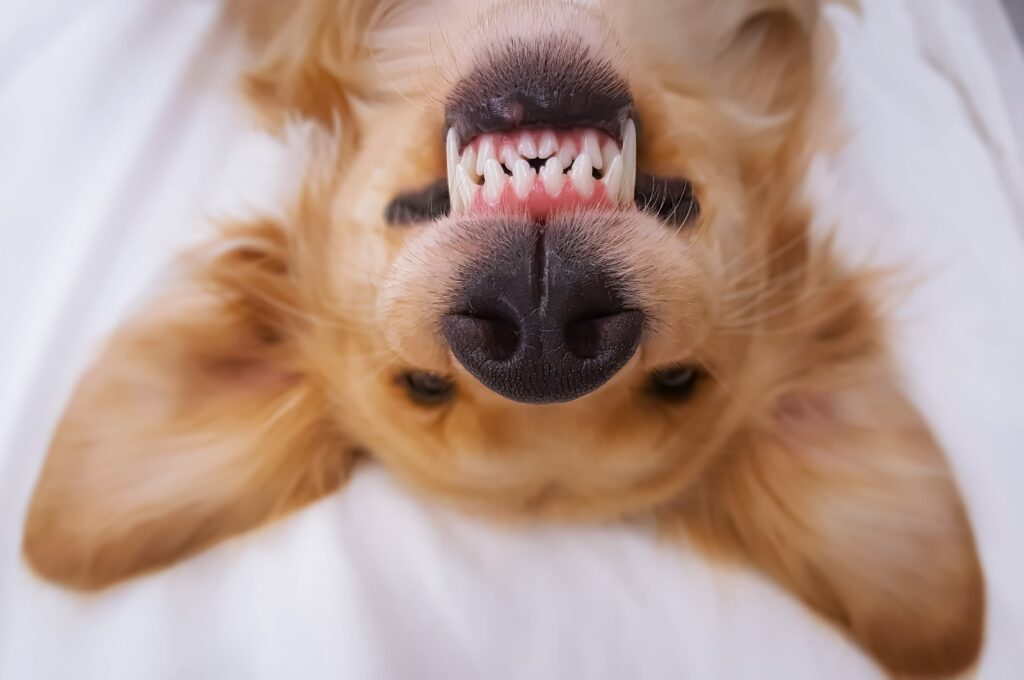 Alimentação natural pode trazer benefícios para a saúde bucal dos pets