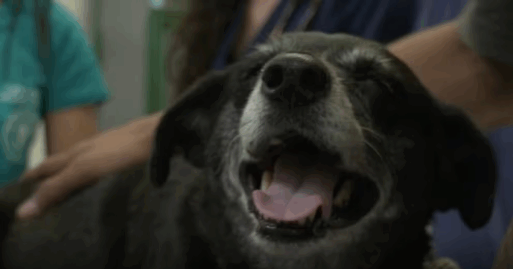 Clínica veterinária universitária em MG oferece atendimento gratuito a tutores de baixa renda