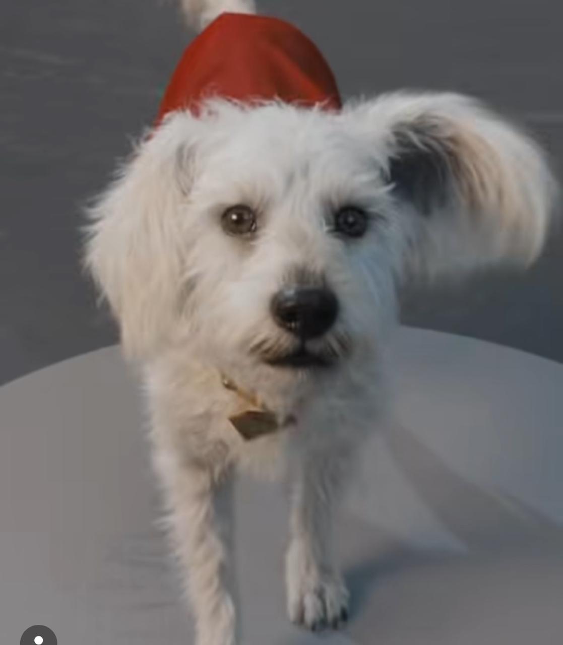 Quem foi o cachorro que deu origem a Krypto, o fiel companheiro do Superman?