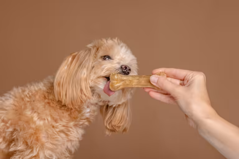 Veterinária explica quando os petiscos são aliados e quando se tornam vilões