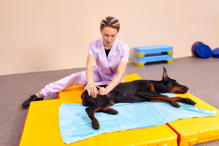 Cuidados paliativos ajudam a proporcionar uma velhice mais confortável para cães idosos
