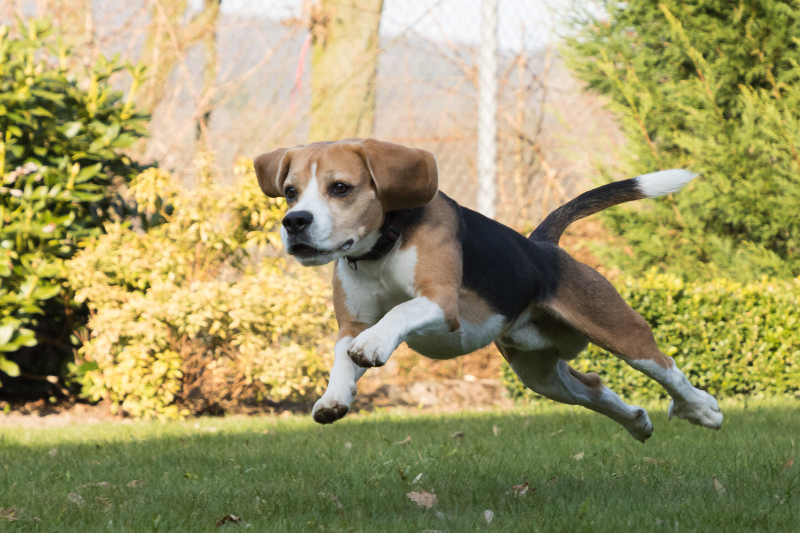 cuidados cachorros prevenção