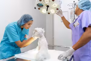 cachorro no centro cirúrgico