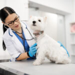 Coronavírus Canino e Parvovirose: quando a diarreia pode indicar doenças diferentesCoronavírus Canino e Parvovirose: quando a diarreia pode indicar doenças diferentes