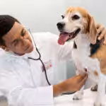 Coronavírus Canino e Parvovirose: quando a diarreia pode indicar doenças diferentes