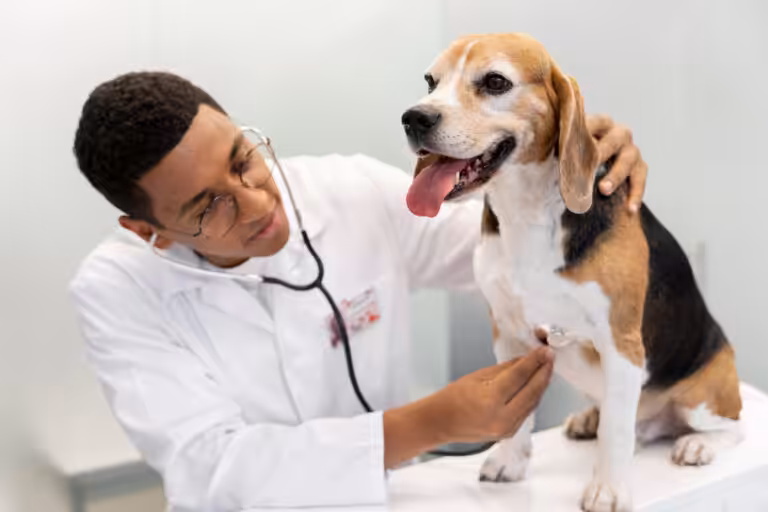 Coronavírus Canino e Parvovirose: quando a diarreia pode indicar doenças diferentes