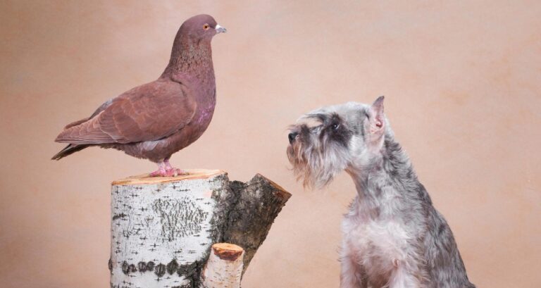 Criptococose e seus riscos para a saúde humana e animal