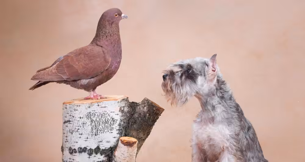 Criptococose e seus riscos para a saúde humana e animal