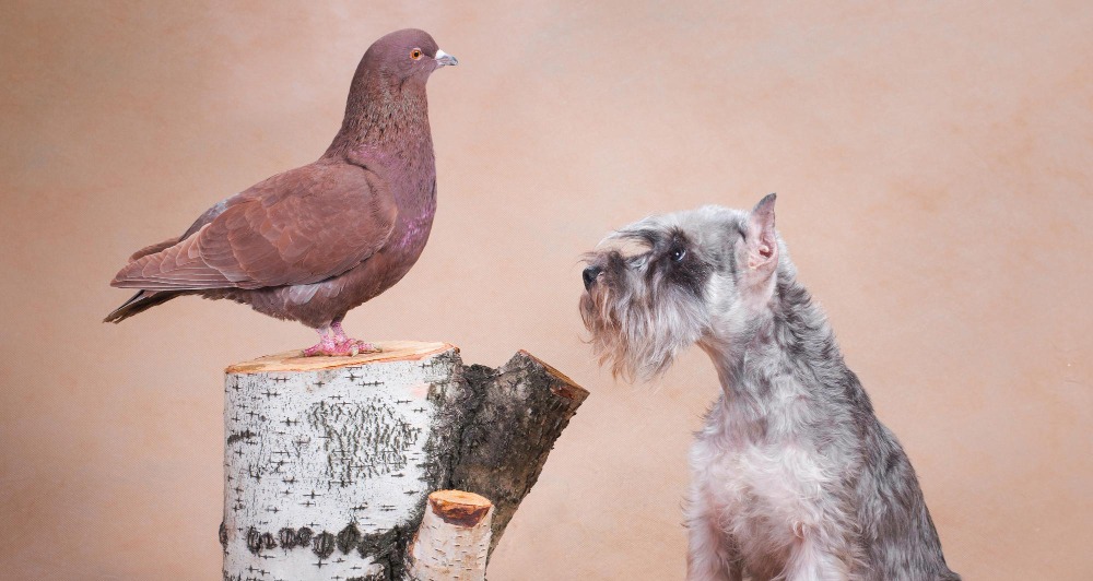 Criptococose e seus riscos para a saúde humana e animal