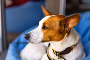 Melanose de íris de pets: como saber se a pigmentação é benigna ou alerta para doença