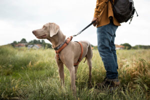 cachorro passeando no campo