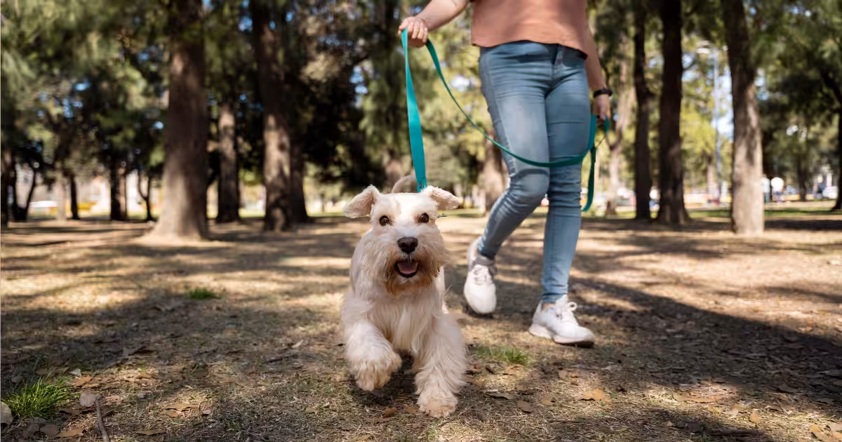 Passeios com cães auxiliam no reforço positivo e vínculo entre tutor e pet