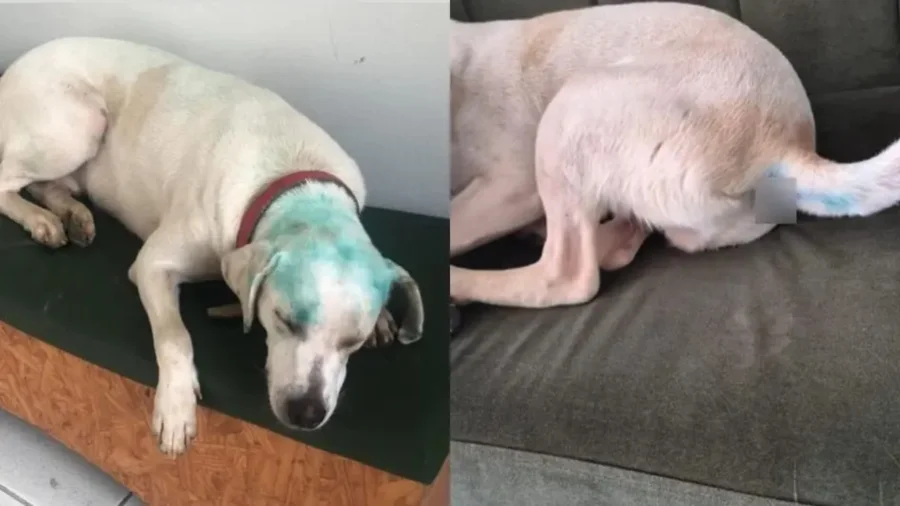 Trote com cão comunitário gera indignação e mobiliza apuração em universidade