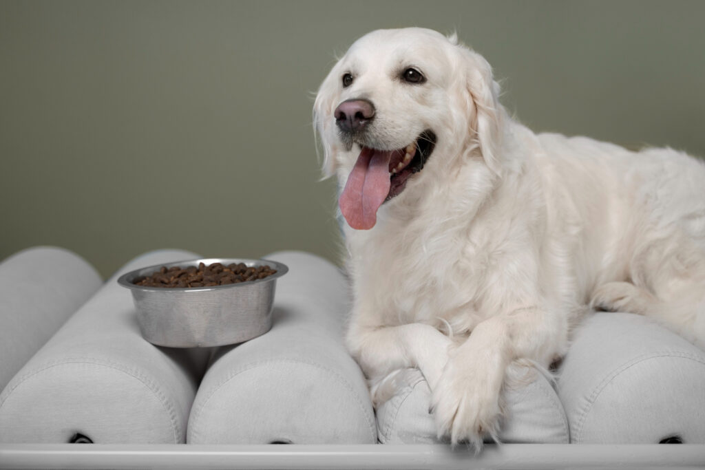 Special Dog Company amplia linha Bionatural Sensitive para cães adultos de médio e grande porte