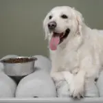 Special Dog Company amplia linha Bionatural Sensitive para cães adultos de médio e grande porte