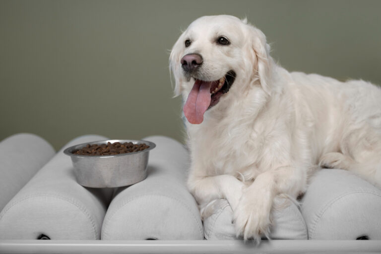 Special Dog Company amplia linha Bionatural Sensitive para cães adultos de médio e grande porte