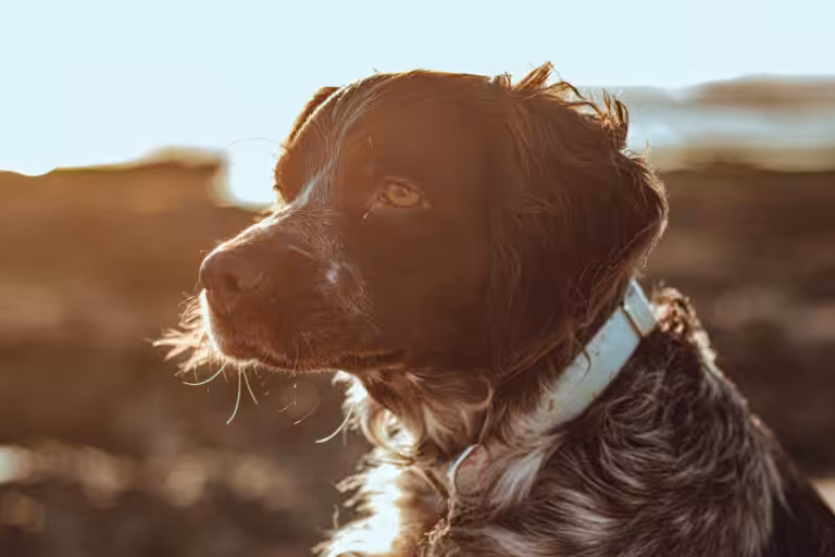 Geriatria em pauta: Cuidados com pets idosos deve ser contínuo e individualizado