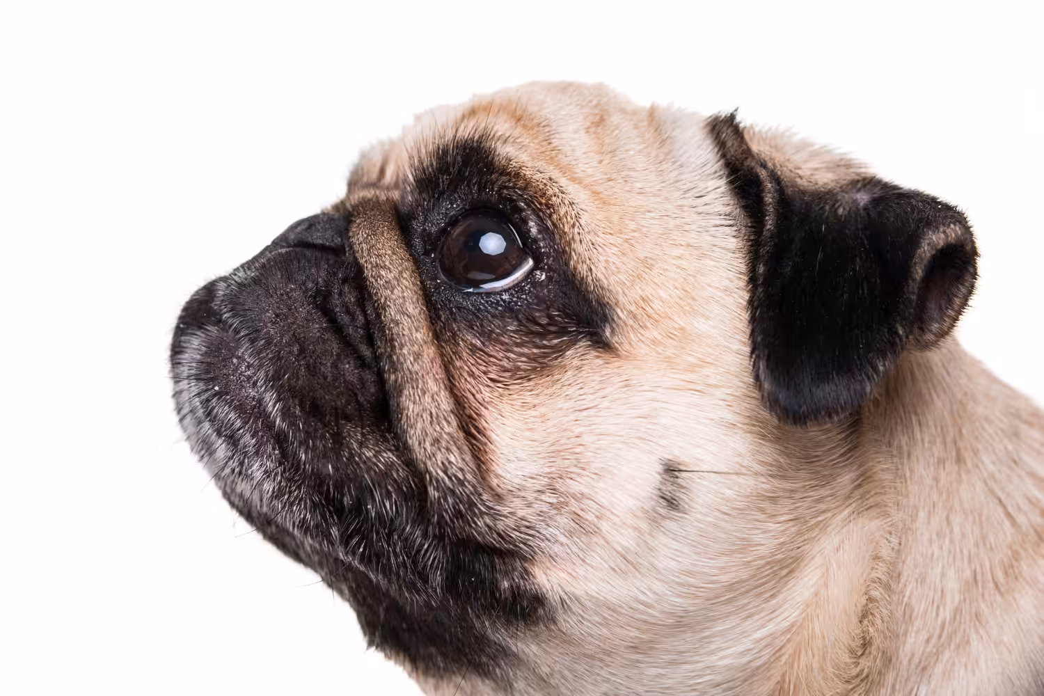 Fique atento aos sinais: como identificar que o cão está ficando cego?