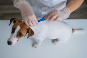 cachorro recebendo remédio para pulgas e carrapatos