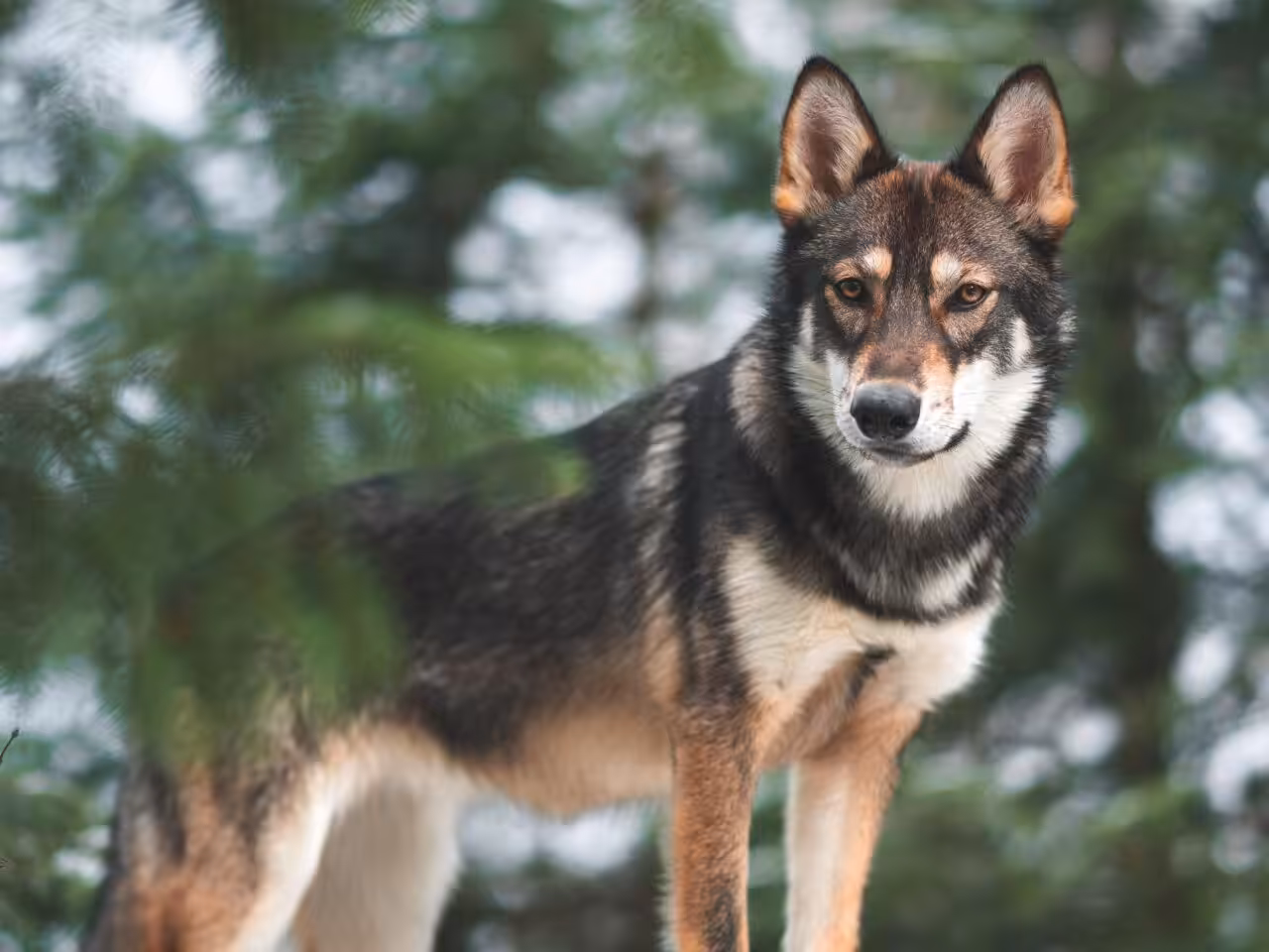 Estudo revela que quase dois terços dos cães modernos carregam DNA de lobo