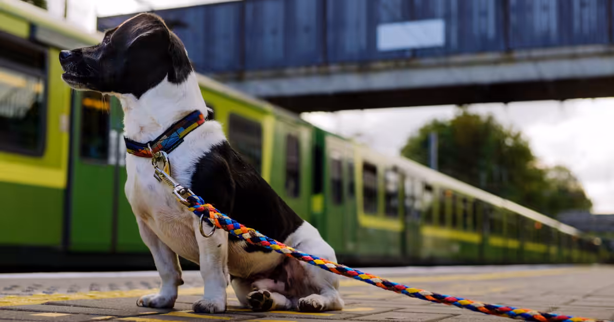 Transporte público em SP permite pets com regras específicas