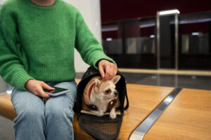 cachorro viagem