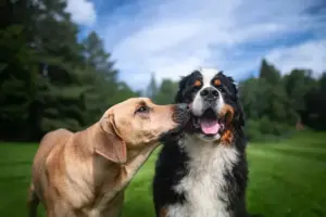 cachorros de porte grande