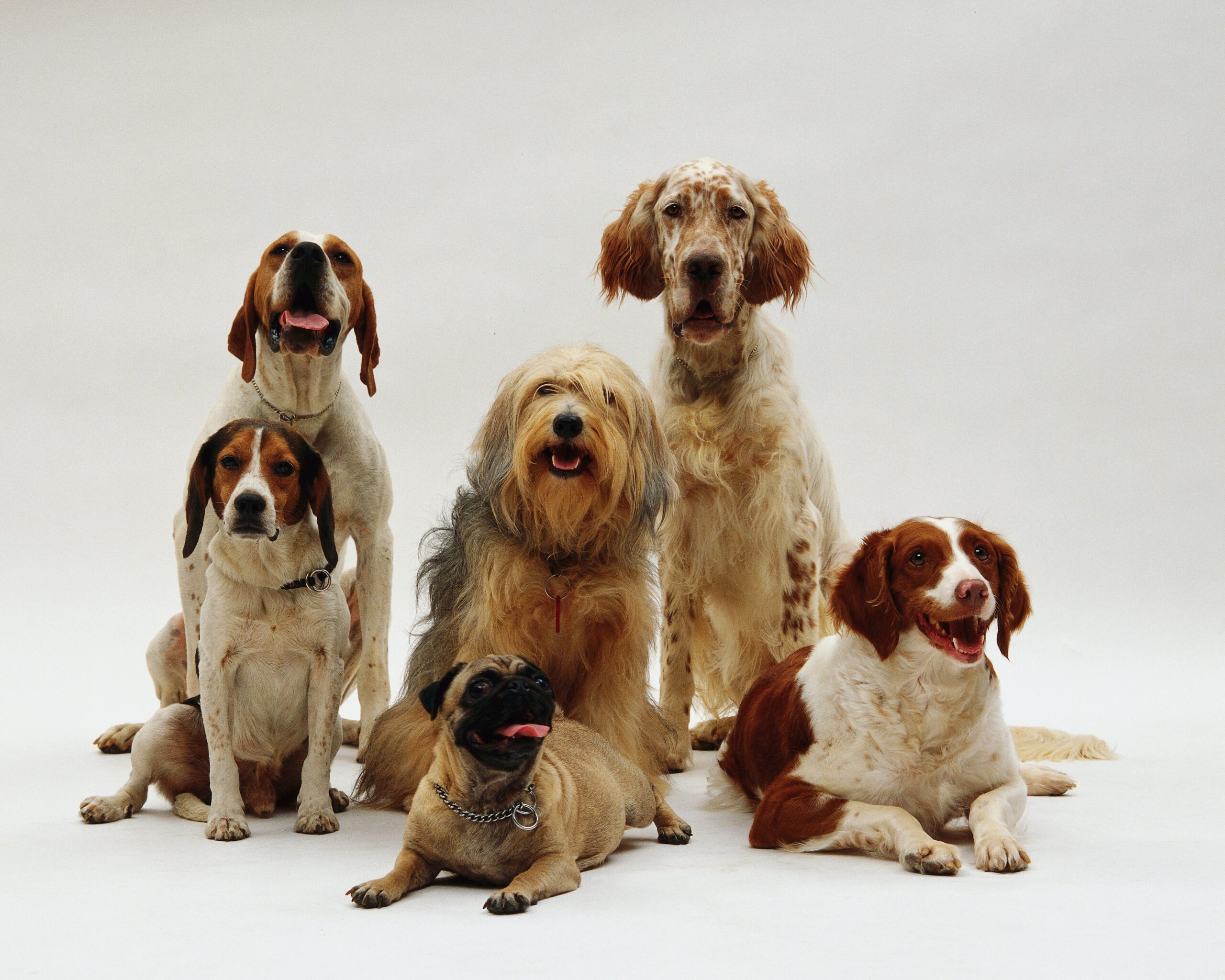 Identificando o tamanho do seu cachorro