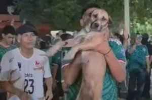 cadela em copa