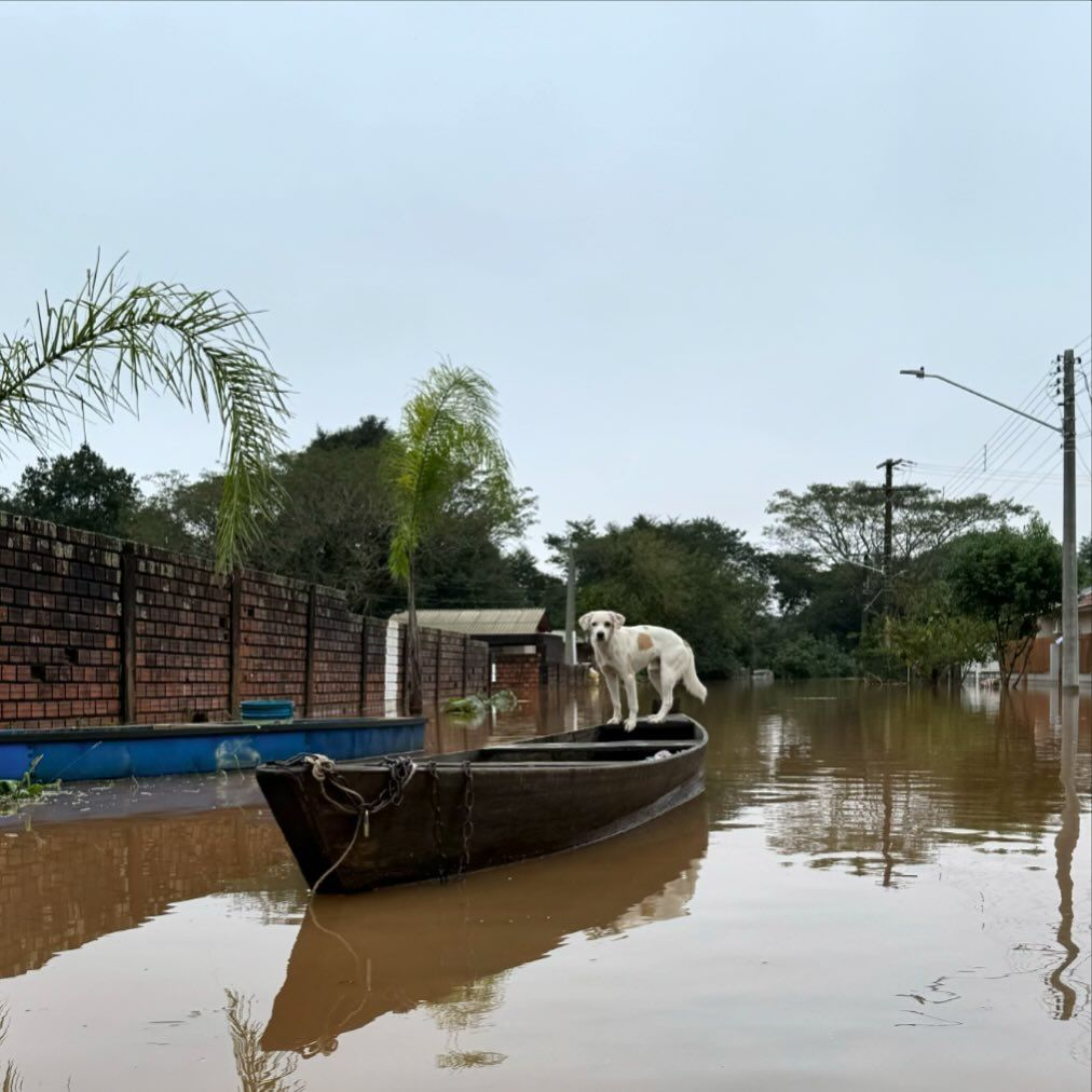 cão resgatado de enchente