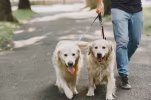 cães Golden Retriever passeando