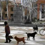 Guerra na Ucrânia acelera mudanças genéticas em cães de rua