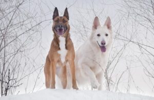 cães clonados