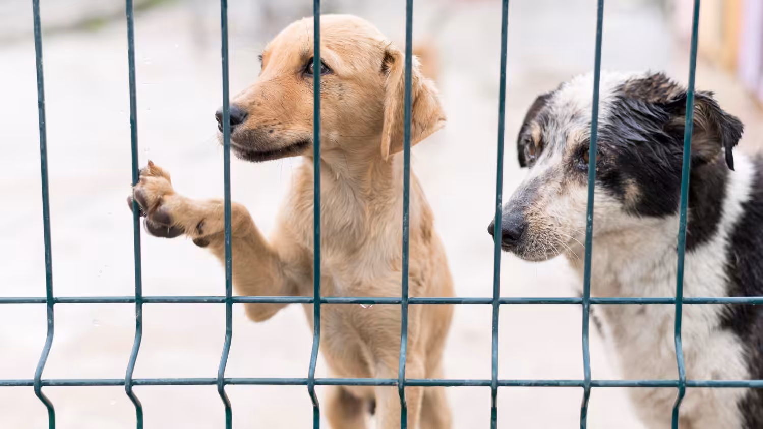 Proposta de Lei na Coreia do Sul visa proibir indústria de carne de cachorro
